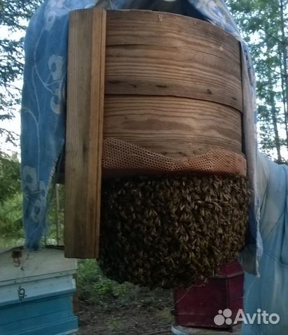 Продам зимованные семьи среднерусской пчелы купить на Зозу.ру - фотография № 2