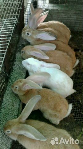 Кролики купить на Зозу.ру - фотография № 1
