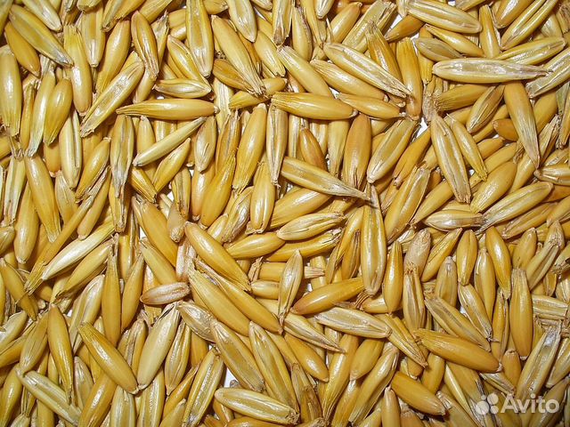 Семена клевера, овса, пшеницы, ржи купить на Зозу.ру - фотография № 1