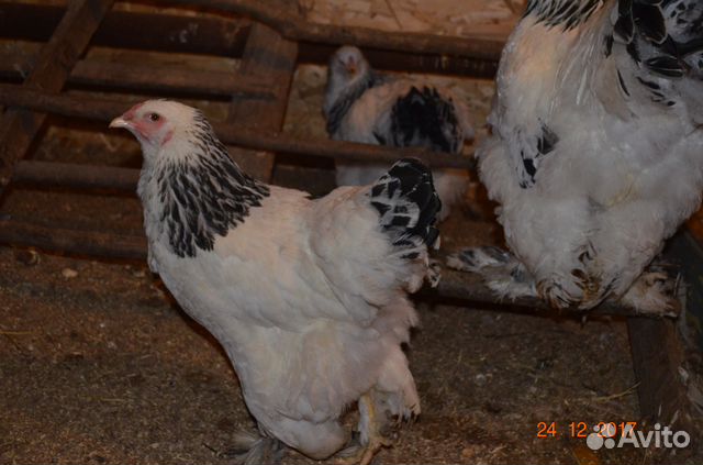 Инкубационное яйцо, цыплята, петушки купить на Зозу.ру - фотография № 3