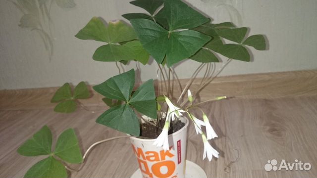 Кислица, оксалис, бабочка, Заячья капуста цветущая