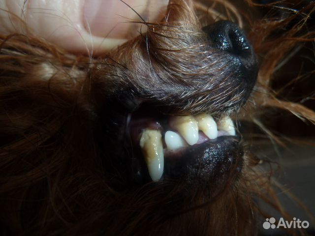 Ультрозвуковая чистка зубов собакам