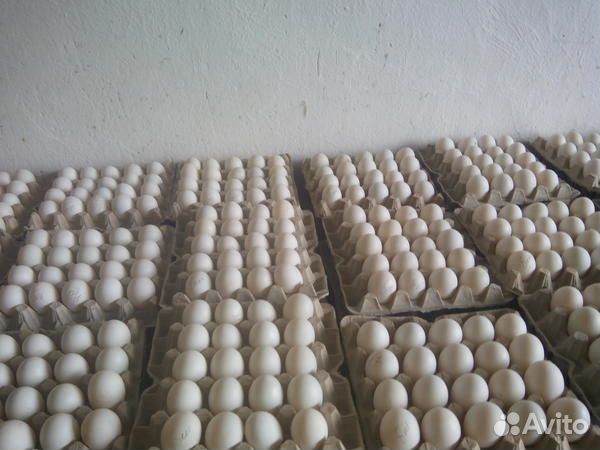 Яйцо утиное инкубационное купить на Зозу.ру - фотография № 1