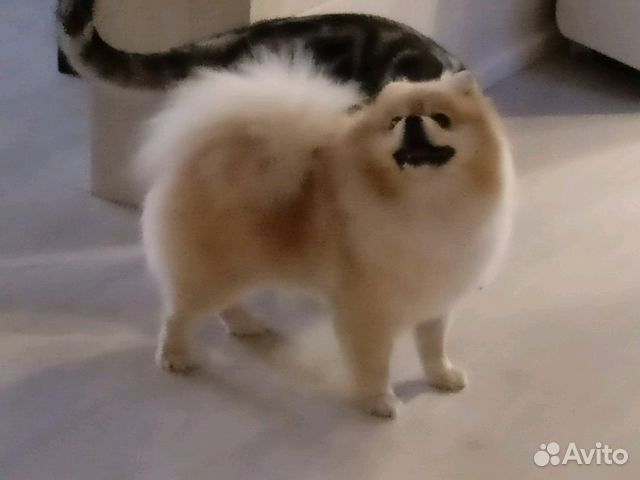 Стрижка собак и кошек (груминг)
