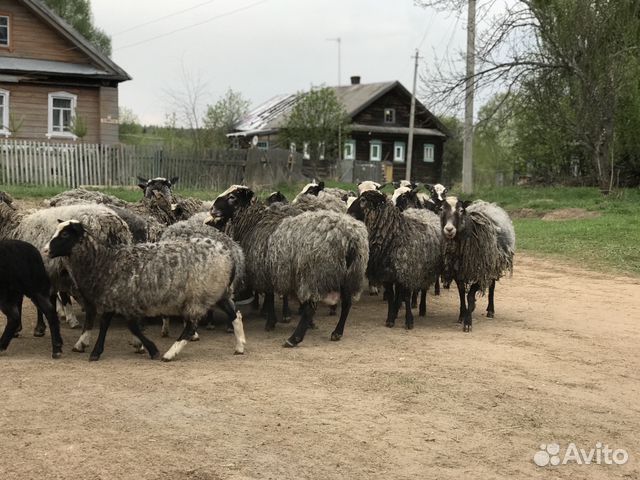Овцы стадо купить на Зозу.ру - фотография № 2