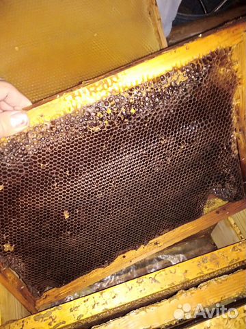 Пчеломатки купить на Зозу.ру - фотография № 6