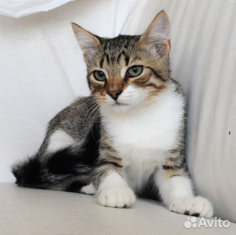Молодой котик Тайгер ищет дом купить на Зозу.ру - фотография № 2