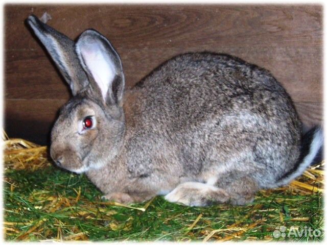 Купить кроликов белгородская. Кролик серый великан самка. Новозеландский серый кролик. Самец серый великан кролик. Серый кролик мясной.