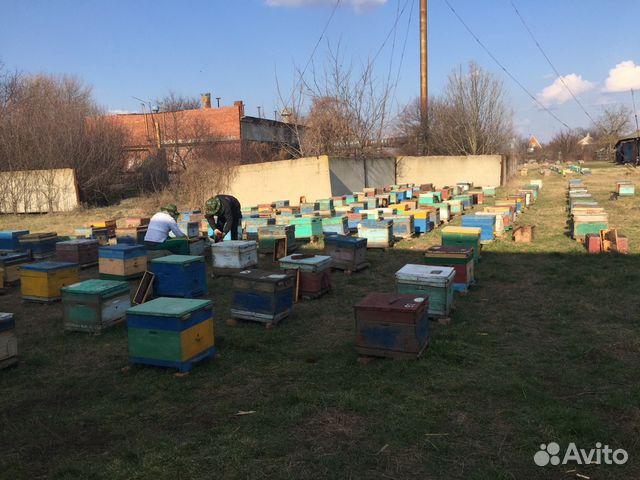 Продам Пасику(пчёлы ) купить на Зозу.ру - фотография № 2