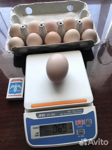 Инкубационное яйцо Ливенской породы кур купить на Зозу.ру - фотография № 1