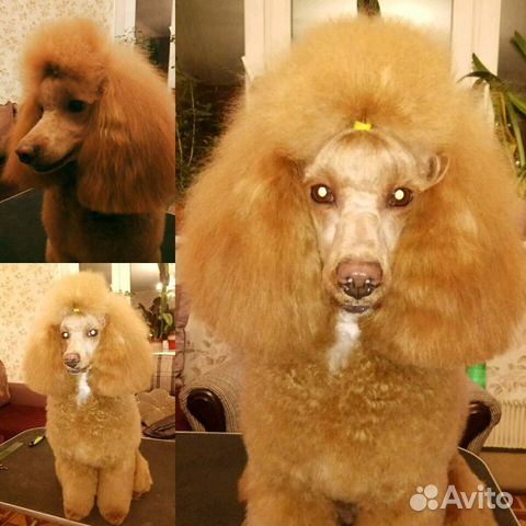 Стрижка собак и кошек