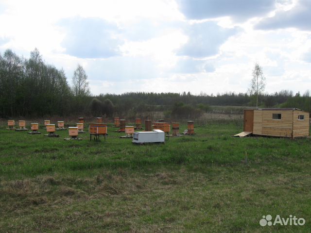 Пчелосемьи с ульями -на 24 рамки -на 12 рамок купить на Зозу.ру - фотография № 7