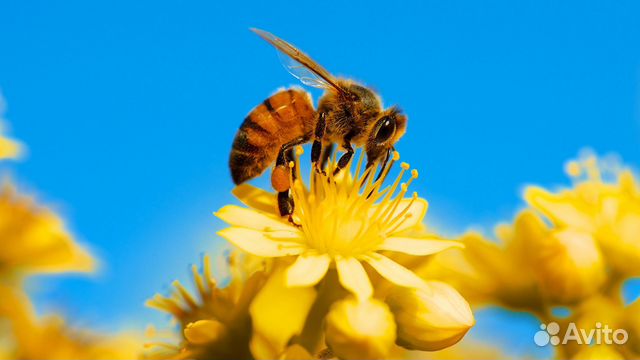 Пчелы и ульи купить на Зозу.ру - фотография № 1