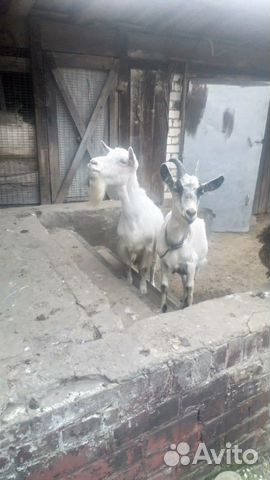 Продаются козы как можно быстрее купить на Зозу.ру - фотография № 2