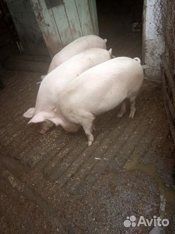 Свини на мясо купить на Зозу.ру - фотография № 1