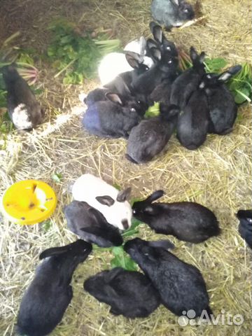 Продам кроликов разного возраста купить на Зозу.ру - фотография № 2