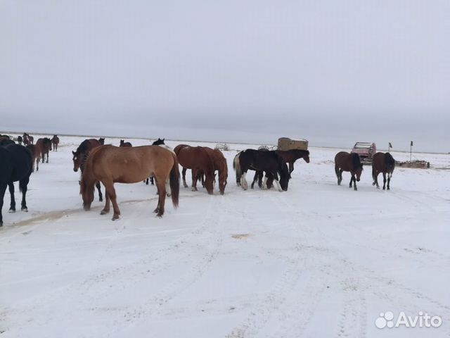 Лошади пропали купить на Зозу.ру - фотография № 4