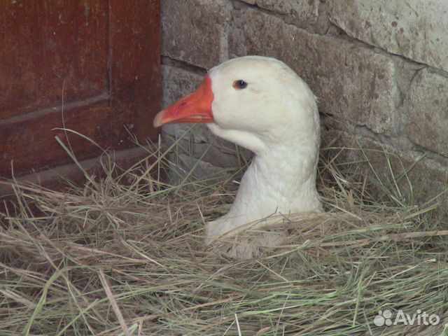 Куплю Гусей Живым Весом Цена