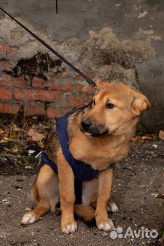 Стерилизованный щенок купить на Зозу.ру - фотография № 6