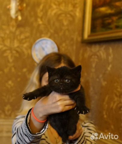 Котята Британские 1 месяц купить на Зозу.ру - фотография № 4