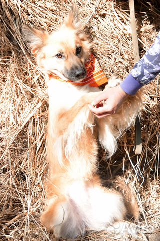 Собака Сима купить на Зозу.ру - фотография № 3