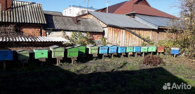 Улья с пчелами купить на Зозу.ру - фотография № 2