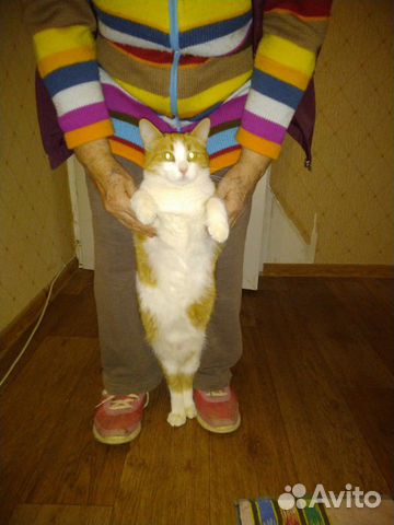 Кошка-биколорка в добрые руки купить на Зозу.ру - фотография № 3