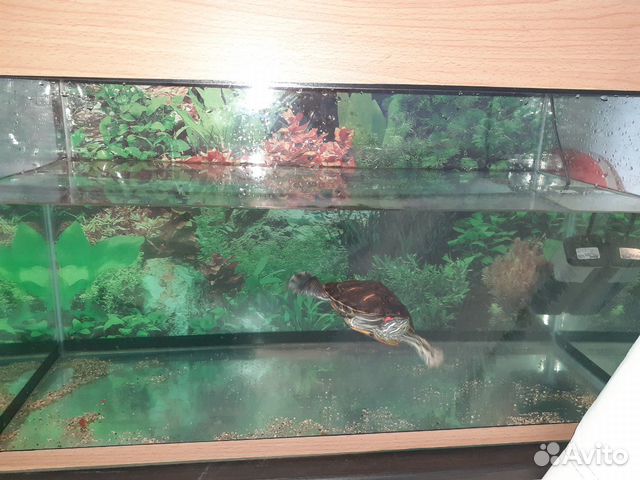 100 литровый аквариум с красноухой черепахой купить на Зозу.ру - фотография № 3