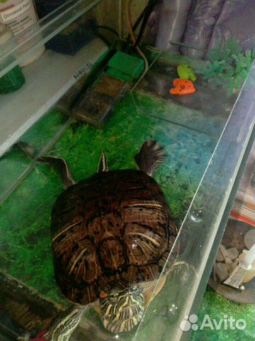 Огромная черепаха, аквариум в сборе-обмен купить на Зозу.ру - фотография № 6