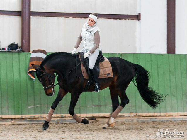 Лошадь в аренду с инструктором купить на Зозу.ру - фотография № 5