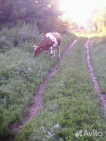 Продается молодая корова купить на Зозу.ру - фотография № 1