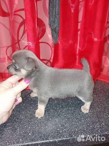 Chishki