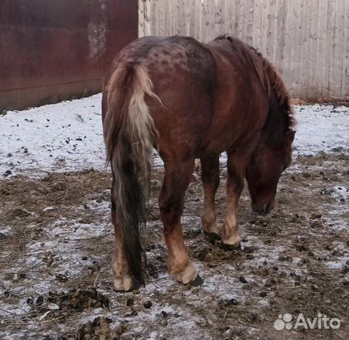 Жеребец, лошадь, конь купить на Зозу.ру - фотография № 1