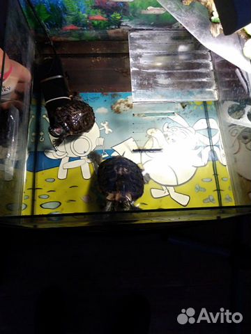 Две Красноухие черепахи с аквариумом и фильтром купить на Зозу.ру - фотография № 3