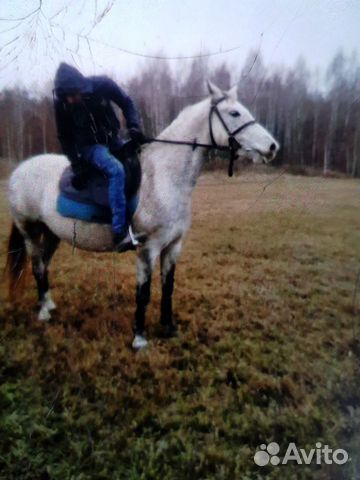 Продам лошадь купить на Зозу.ру - фотография № 7