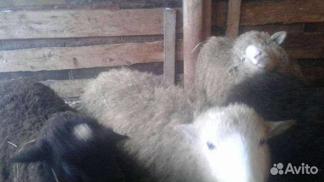 Продам баран и овец парода Куйбышева купить на Зозу.ру - фотография № 3