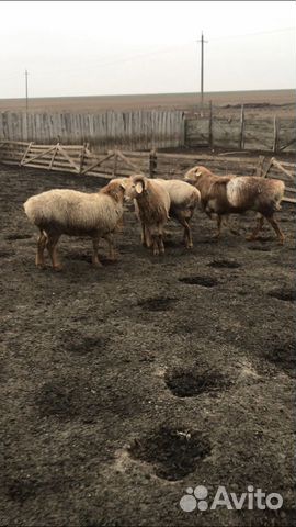 Овцы Гиссары купить на Зозу.ру - фотография № 2