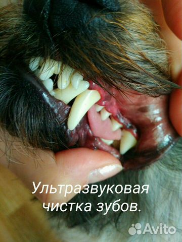 Стрижка собак и кошек. Конаково