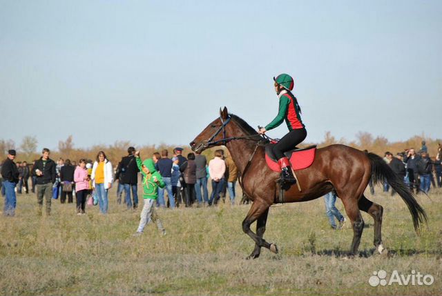 Продаю лошадей купить на Зозу.ру - фотография № 4