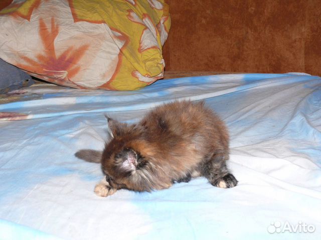Кошка полукровка на фото мама купить на Зозу.ру - фотография № 3
