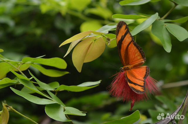 Живые тропические бабочки Papilio Polyxenes купить на Зозу.ру - фотография № 7