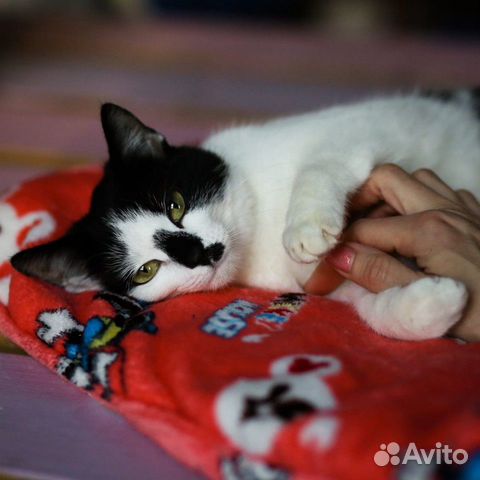 Кошка Мышка купить на Зозу.ру - фотография № 3
