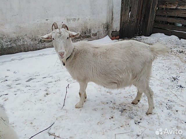 Купить козу в нижегородской