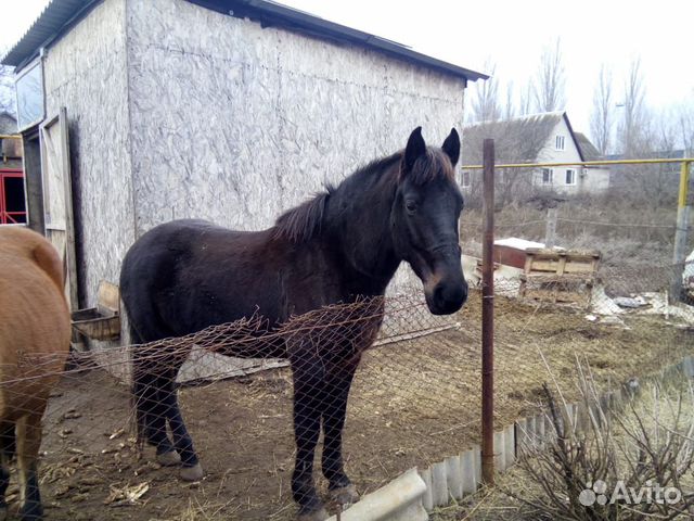 Продам лошадей купить на Зозу.ру - фотография № 5