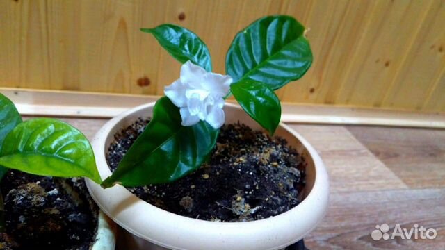 Табернемонтана