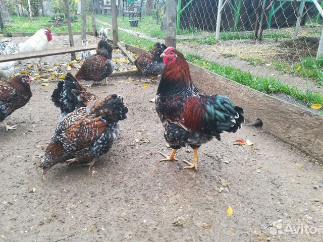 Инкубационное яйцо кур, цыплята купить на Зозу.ру - фотография № 7