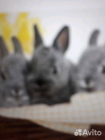 Продам кролики купить на Зозу.ру - фотография № 1