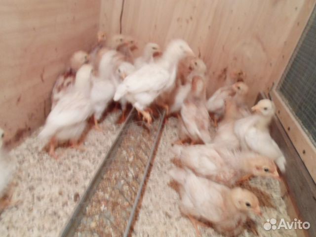 Цыплята купить на Зозу.ру - фотография № 4