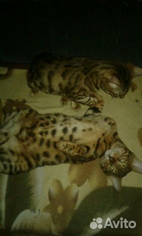 Бенгальские котята с родословной купить на Зозу.ру - фотография № 5