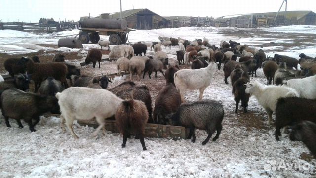 Козы и овечки купить на Зозу.ру - фотография № 2